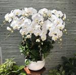 Hoa Lan Khai Trương 00066